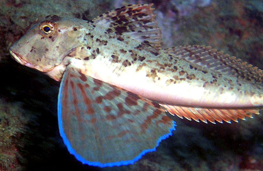 Trigloporus lastoviza_05.jpg